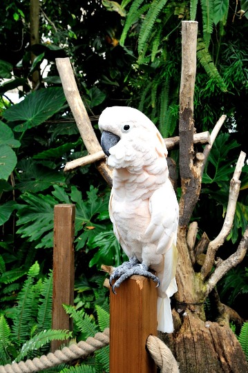 Фото попугая какаду в Генуе