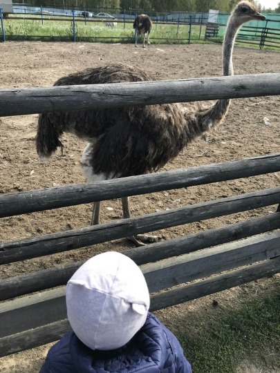 Фото со знакомства со страусом в Макарьево
