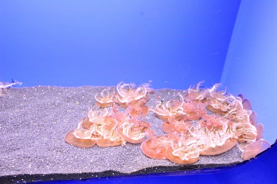 Фото медузы кассиопеи в Генуе