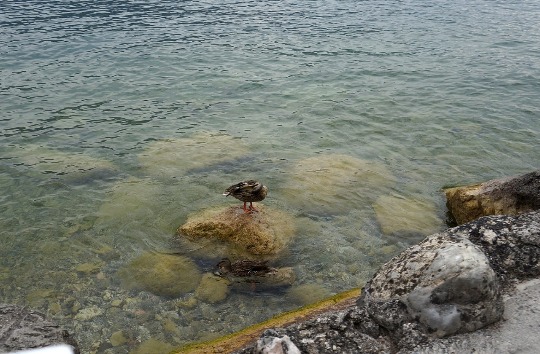 Фото занятых уток на озере Гарда