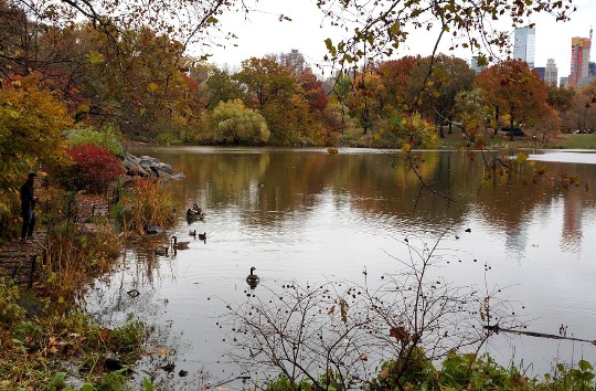 Осень в центральном парке Нью-Йорка