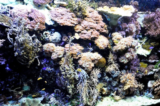 Фото кораллового рифа в аквариуме Генуи