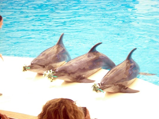 Фотография с шоу в турецком дельфинарии