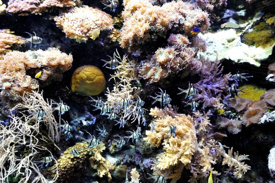 Фото рыбок и кораллов в морском аквариуме Генуи