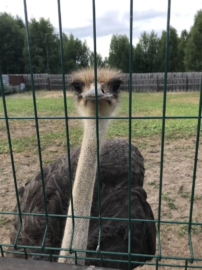 Фото любопытного страуса на ферме в Макарьево