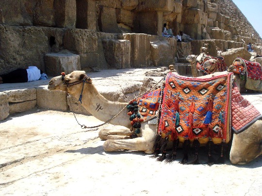 Фото египетского верблюда у пирамиды Хеопса