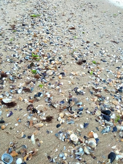 Фотография пляжа с разнообразными ракушками в Болгарии