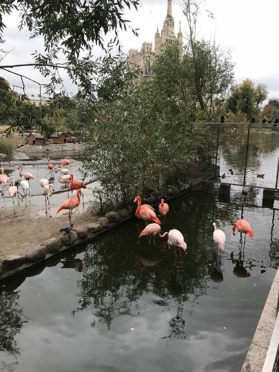 Фото с розовыми фламинго в зоопарке Москвы