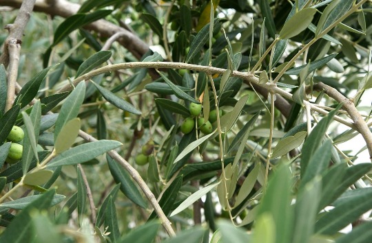 Фотография оливкового дерева на берегу озера Гарда