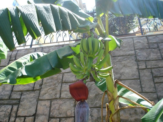 Фото банановой пальмы на территории отеля в Турции