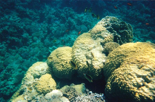 Фотография кораллого рифа красного моря в Хургаде