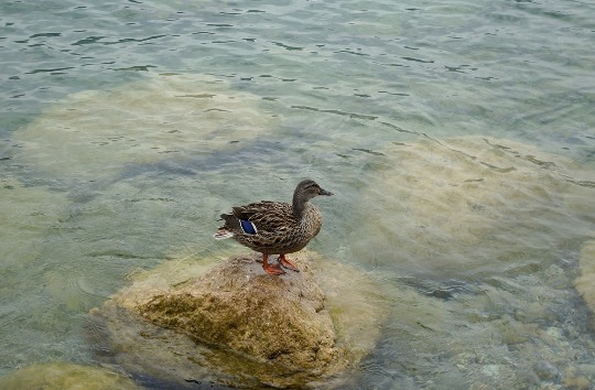 Фото пестрой утки на берегу озера Гарда