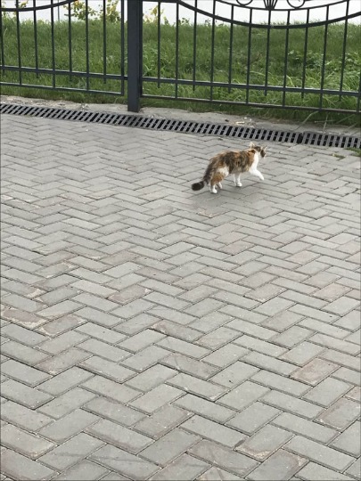 Фото кота убегающего от фотографа в Свияжске