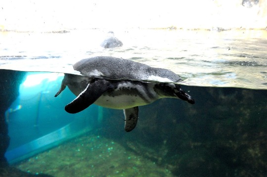 Фото пингвина гумбольдта в аквариуме Генуи