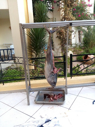 Фотография огромного тунца на ужин в отеле Eden Star в Тунисе