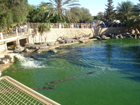 Фото крокодиловой фермы в парке Djerba Explore в Тунисе