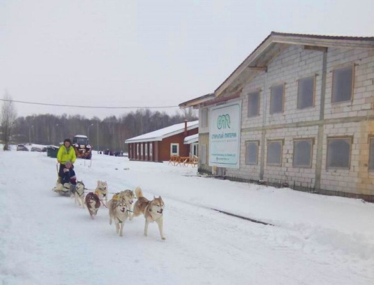 Фотография с катания на собачьих упряжках в Нижегородской области