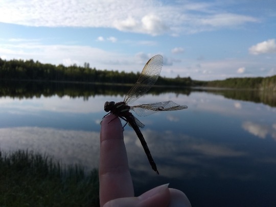 Фотография стрекозы у озера в Нижегородской области
