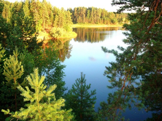 Фото красивейшего соснового бора и озера Унзово в Нижегородской области