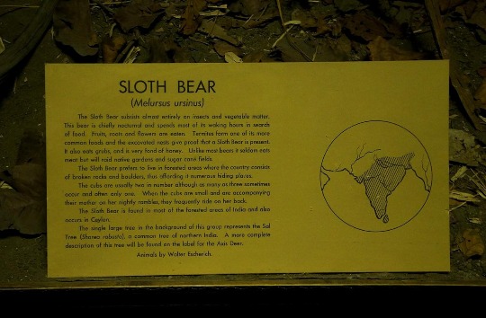Описание ленивца на английском языке в музее США