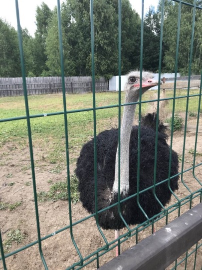 Фото страуса на страусиной ферме в Макарьево