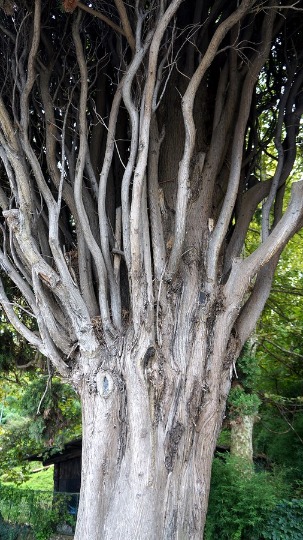 Фото причудливого дерева на берегу озера Гарда