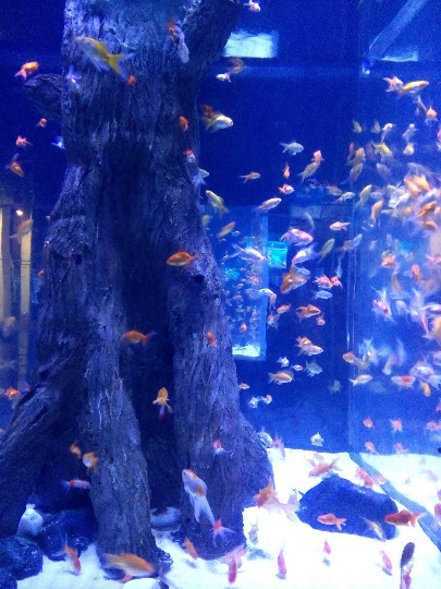 Фотография морского аквариума с рыбками в океанариуме в Антальи