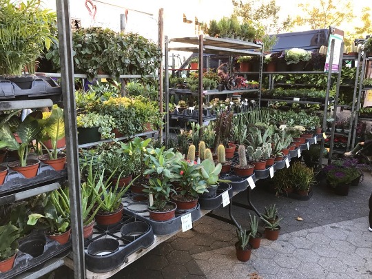 Фотография из цветочного магазина в Нью-Йорке с различными растениями