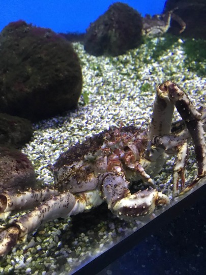 Фото камчатского краба в океанариуме Москвариум