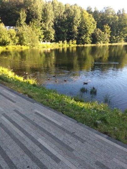 Фото плавающих уток в парке Нижнего Новгорода
