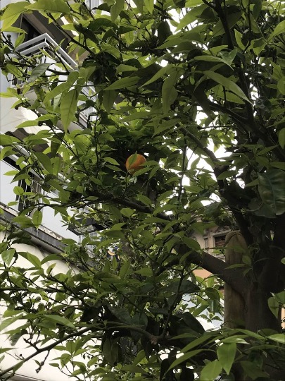 Фото созревшего апельсина в жилом районе в Италии