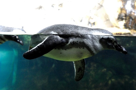 Фото пингвина в аквариуме Генуи