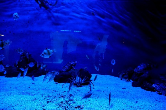 Фото морских жителей в аквариуме Генуи