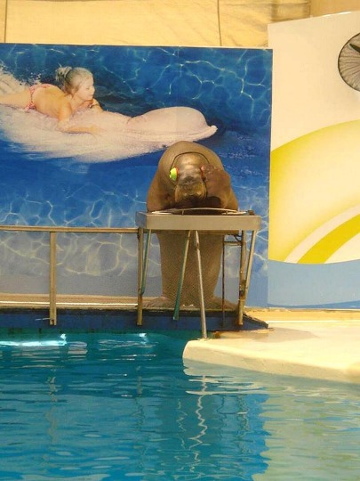 Фото моржа за дилжейским пультом у бассейна в Турции