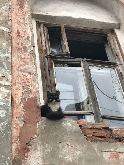 Фотография любопытного кота на окне заброшенного дома в Сарапуле