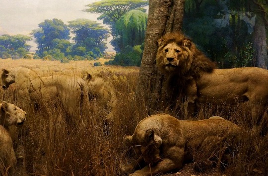 Фото картины в зале африканских млекопитающих в музее Нью-Йорка