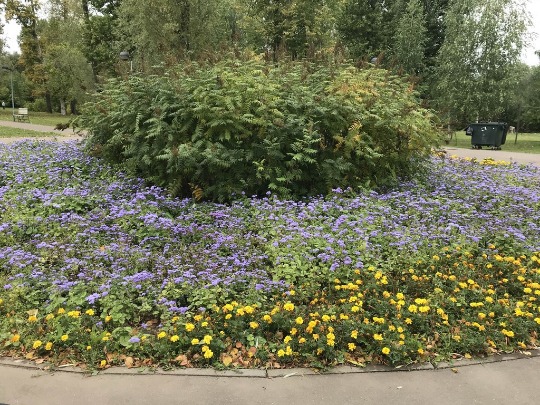 Фотография лугового цветника в Казани