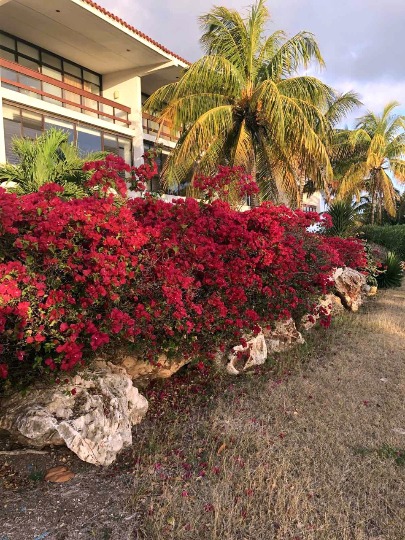 Фото красной бугенвиллии на Кубе