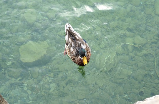 Фото отдыхающей утки на озере Гарда