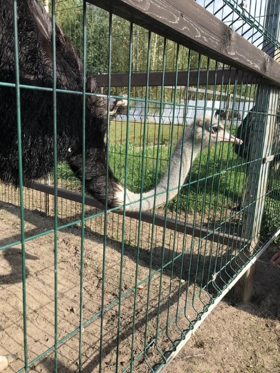 Фотография любопытного страуса в Макарьево
