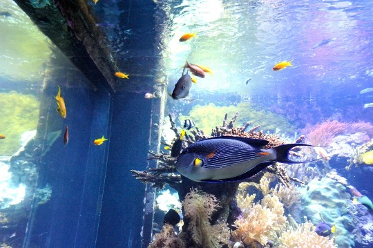 Фото экзотических рыб в аквариуме Генуи
