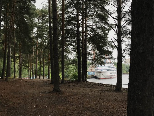 Фото соснового леса у Волги в Чайковском