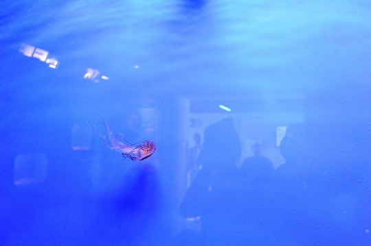 Фото ядовитой медузы в аквариуме Генуи