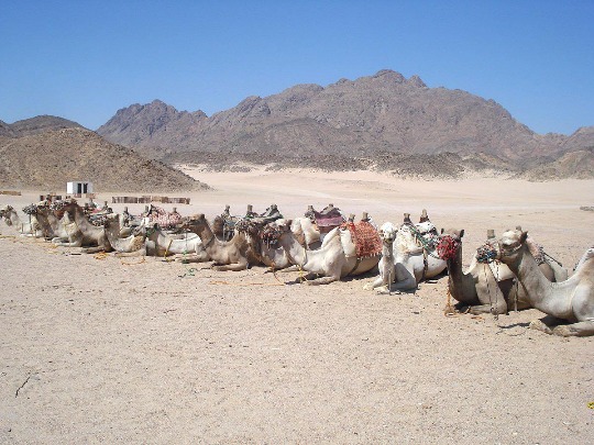 Фото домашних верблюдов в пустыне Египта