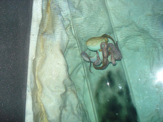Фотография осьминога в океанариуме в Турции