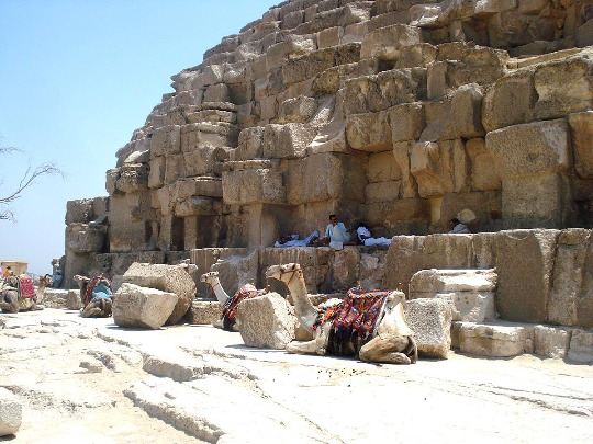 Фото отдыхающих верблюдов у пирамиды в Египте