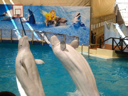 Фото с выступления белух в дельфинариуме Турции
