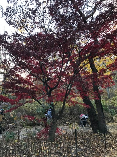 Фотография богряных листьем в осеннем парке Нью-Йорка