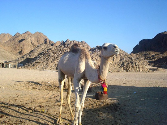 Фото из деревни бедуинов в Египте