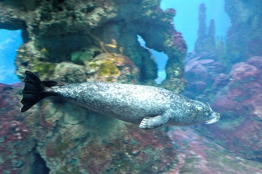 Фото тюленя в аквариуме Генуи